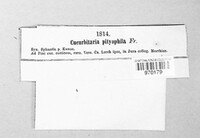 Cucurbitaria pithyophila image
